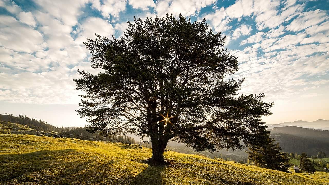 albero della vita